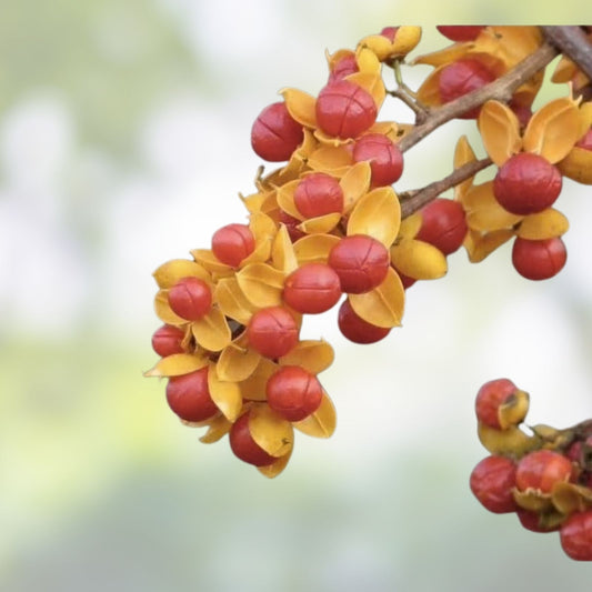 American Bittersweet Vine Seeds 20 Pack | Climbing Plant Seeds for Garden Landscaping | Celastrus Scandens