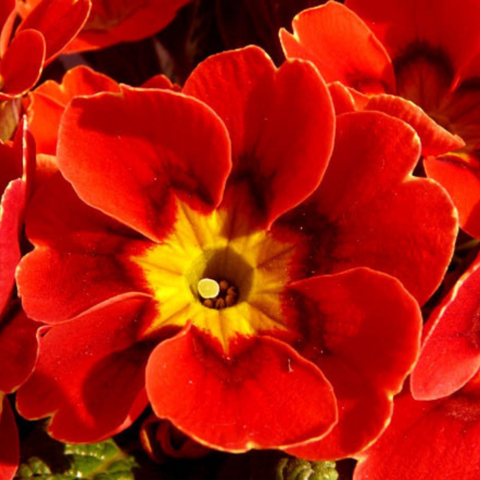 Primula vulgaris Mala Seeds 500 Count Red Flowering Garden Plant Seeds, Live Plant, Cutting, Starter Plant, Houseplant