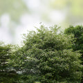 Washington Hawthorn Tree Bare Root 18-24 Inch Crataegus phaenopyrum Ornamental Landscaping Tree