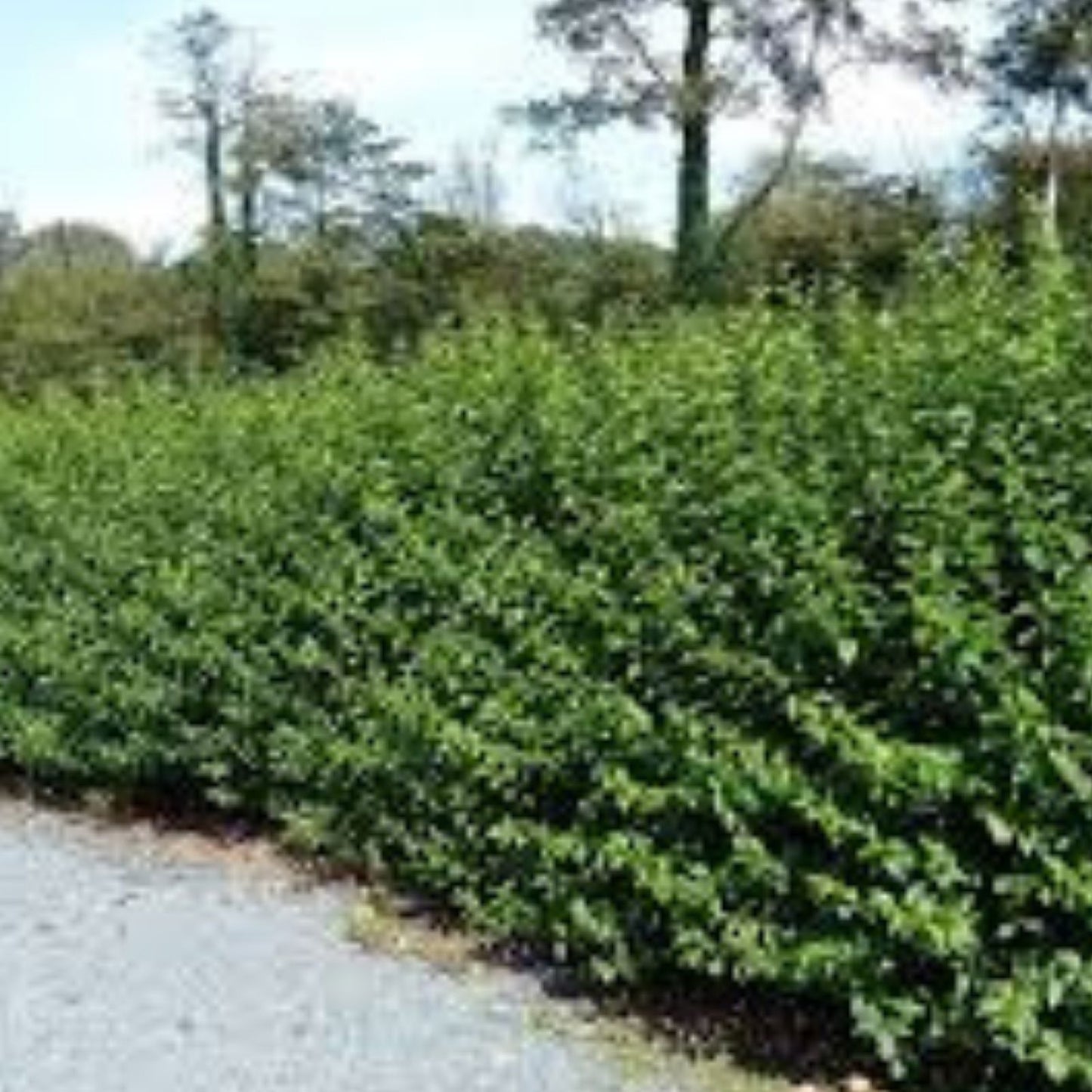 Privet Hedge Live Plant 5-Pack – Ligustrum Evergreen Shrubs for Privacy Screen, Fast-Growing Garden Landscaping, Live Plant Cuttings