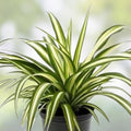 Solid Green Spider Plant Pups 3-5" – Chlorophytum Comosum Live Plant Cuttings for Indoor Decor