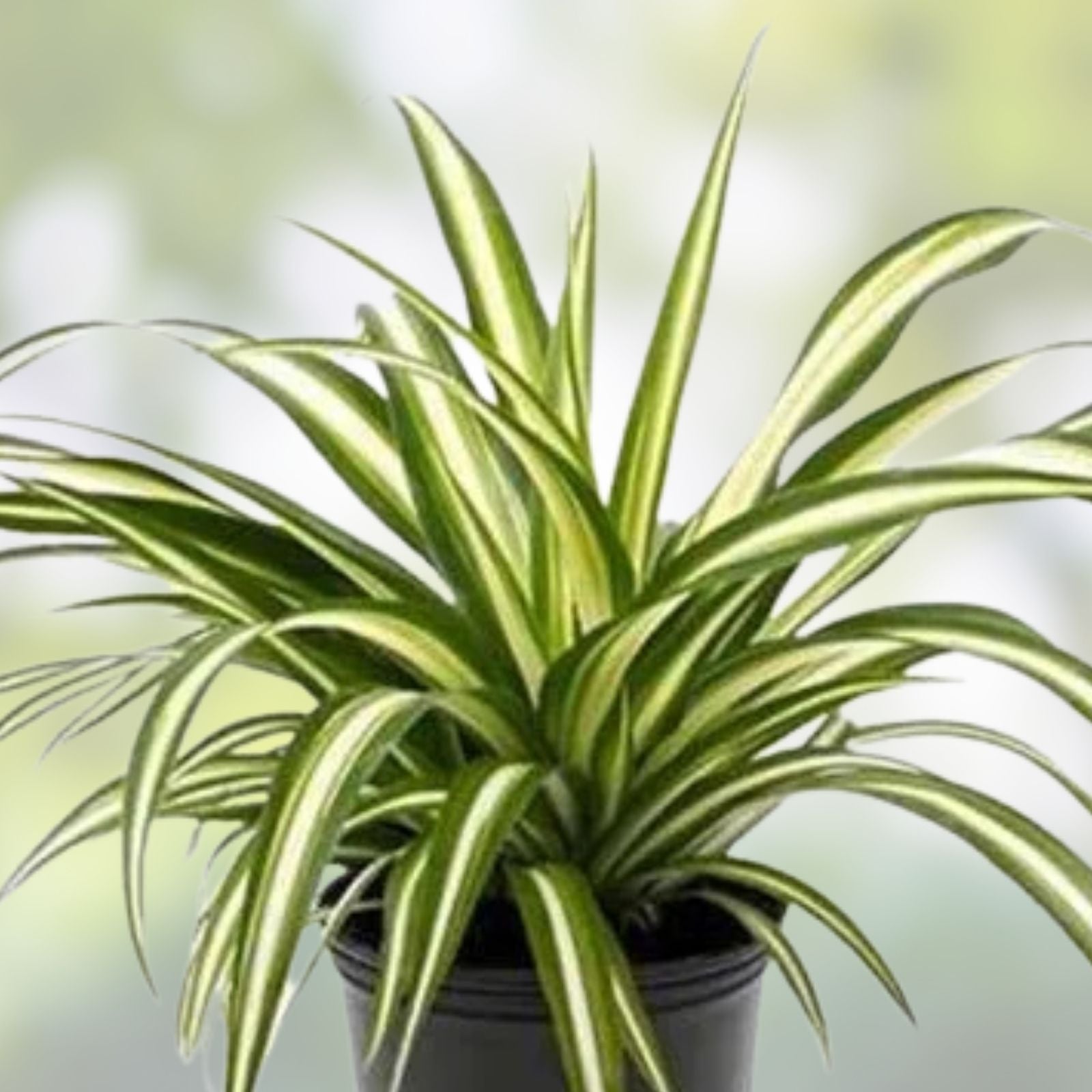Solid Green Spider Plant Pups 3-5" – Chlorophytum Comosum Live Plant Cuttings for Indoor Decor