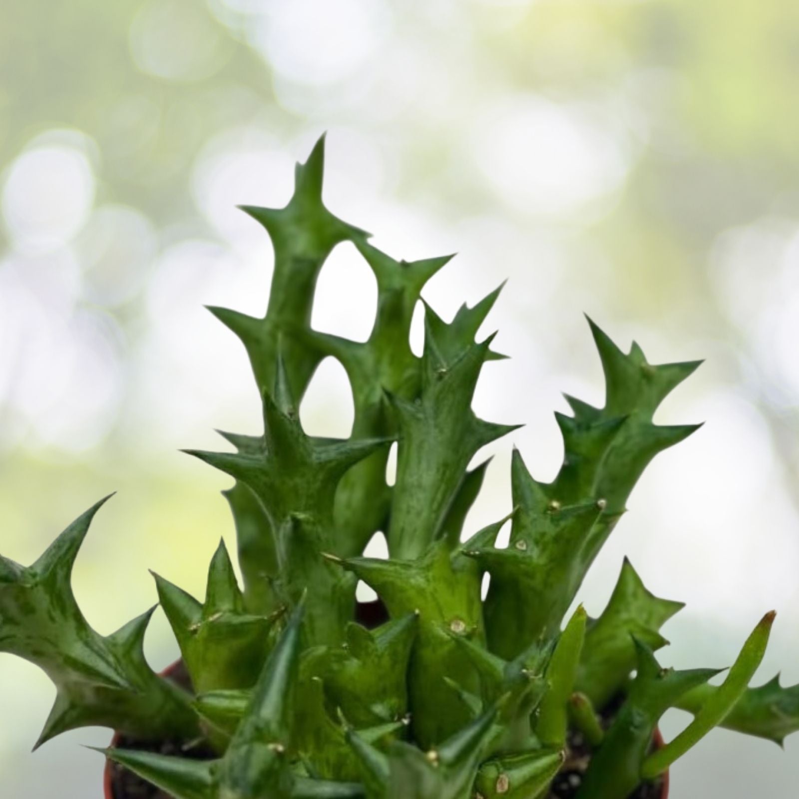 3 Saudi Arabica Offsets Succulents Huernia Stapelia Orbea Desert Cactus Live Plants for Home Decor