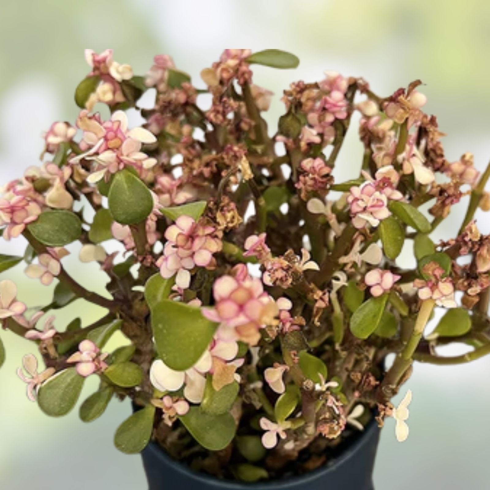 Rare Variegated Elephant Bush Cuttings 6 Pack 5” Long Portulacaria afra Succulents Live Plant Starter Houseplant