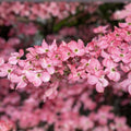 Flowering Dogwood Tree Live Plant Set of 2, 12-18" Bare Root, Cornus florida, Ornamental Flowering Tree, Garden Tree