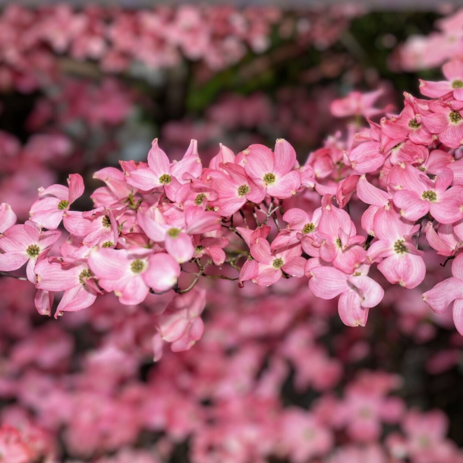 Flowering Dogwood Tree Live Plant Set of 2, 12-18" Bare Root, Cornus florida, Ornamental Flowering Tree, Garden Tree