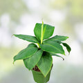 Rooted Peperomia Angulata 'Funky Frog' Cutting - Variegated Houseplant, Indoor Greenery, Easy Care Starter Plant