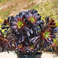 Black Rose Aeonium Arboreum Succulent Cuttings 24 Pack – Dark Purple Indoor Garden Decor, Easy Care Succulents