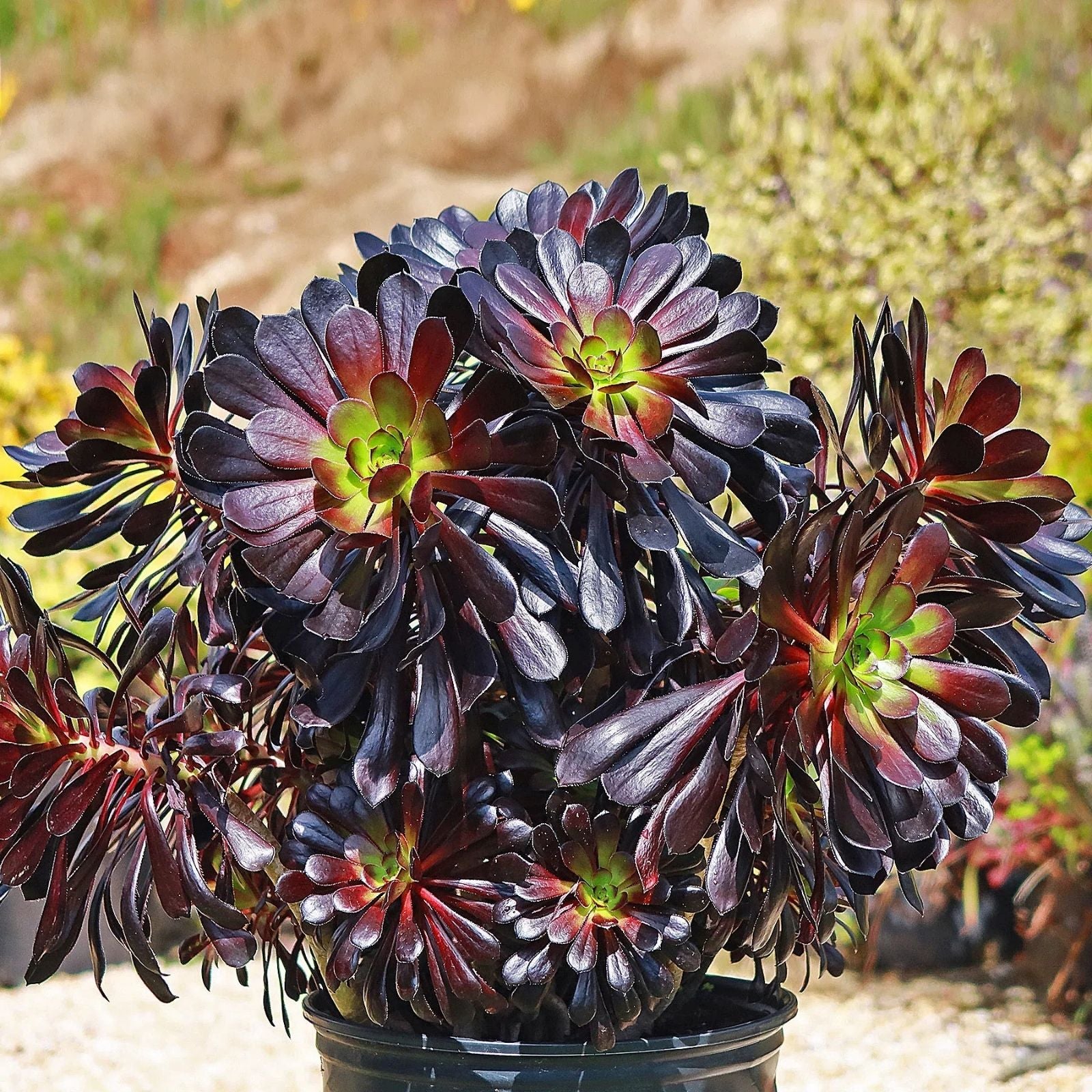 Black Rose Aeonium Arboreum Succulent Cuttings 24 Pack – Dark Purple Indoor Garden Decor, Easy Care Succulents