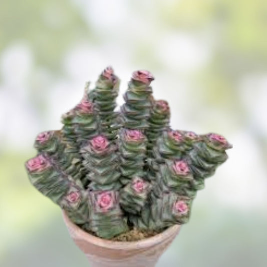 Moonstone Succulent Cutting | Easy Care Indoor Houseplant | Crassula Perforata Live Plant | Fast Growing Succulent