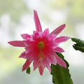 Epiphyllum Hybrid Orchid Cactus Cuttings | Colorful Houseplant | Live Plant Starter | Succulent Cactus Cutting | Epiphyllum spp