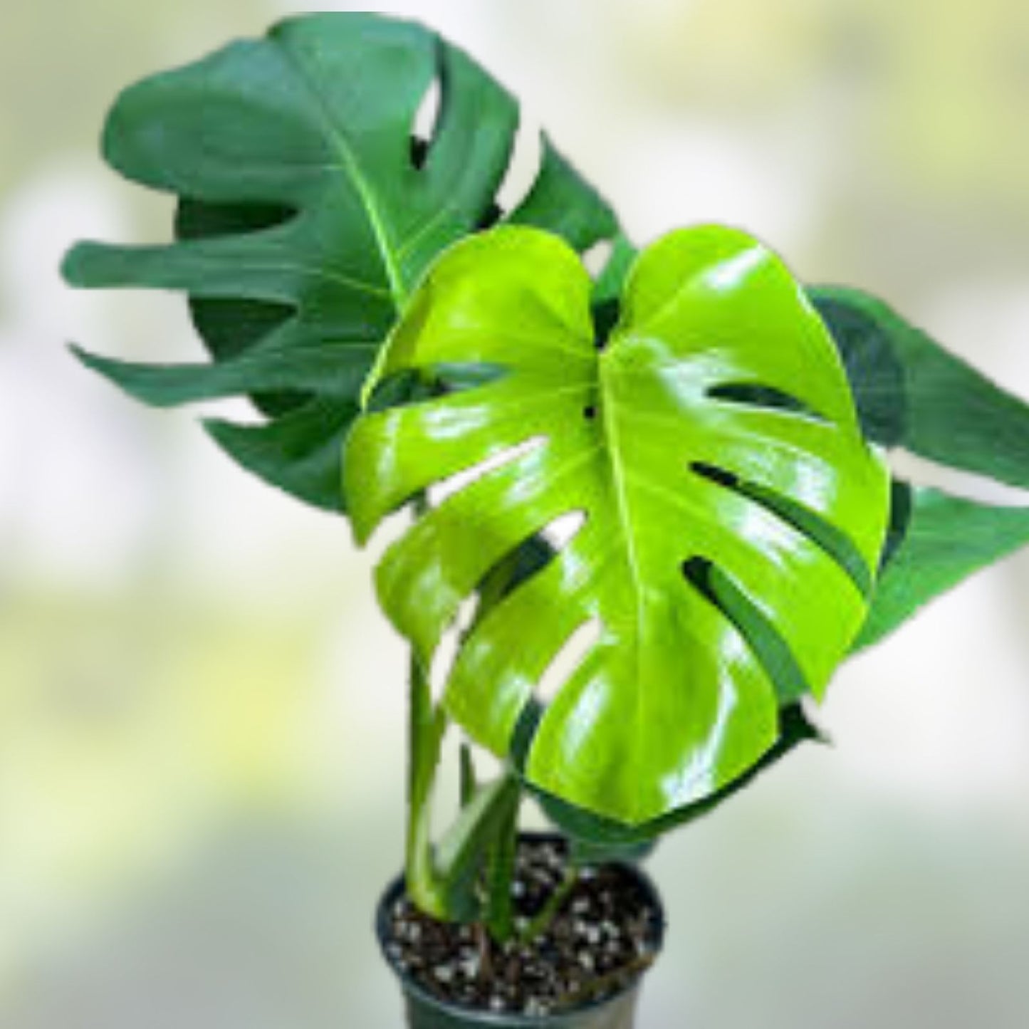 Monstera deliciosa Cutting 24” Giant Swiss Cheese Vine Houseplant Tropical Foliage Indoor Plant Propagation
