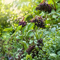 Elderberry Cuttings Sambucus Bush Plants Organic High-Yield Starter Plants for Gardening 10 Unrooted