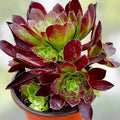 Aeonium Merlot Succulent Cutting 2" or 4" Pot Purple Green Center Indoor Garden Plant