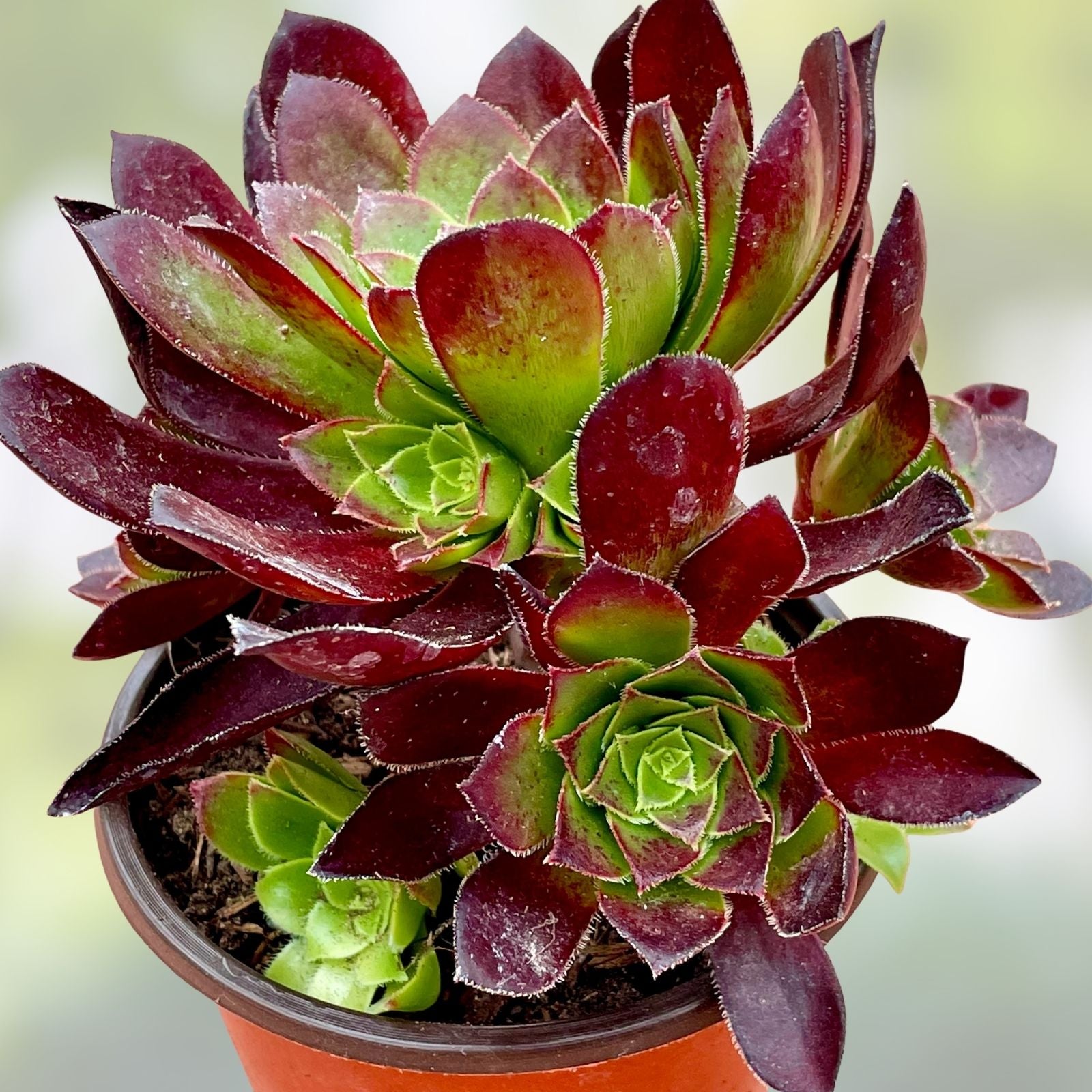 Aeonium Merlot Succulent Cutting 2" or 4" Pot Purple Green Center Indoor Garden Plant