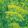 Dill Seeds 100 Pack – Mammoth Long Island Heirloom Non-GMO Herb Seeds – Anethum graveolens, Culinary, Garden, Starter Plant