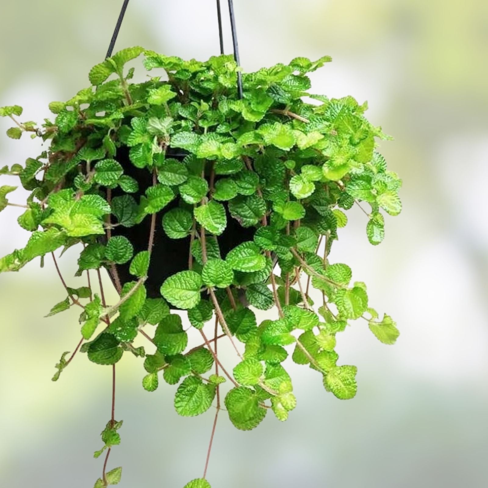 Creeping Charlie Live Vine Plant 10 Roots Glechoma hederacea Evergreen Indoor Hanging Greenery Starter Plant