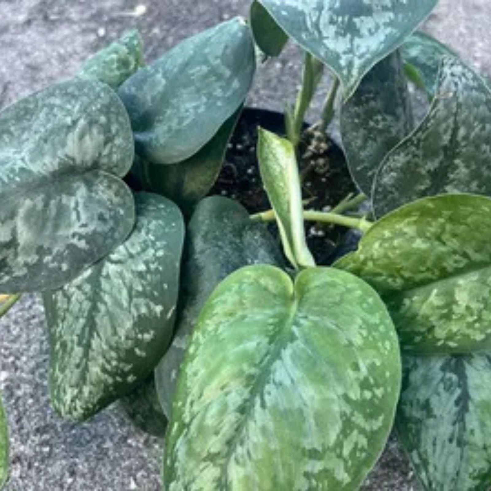 Rooted Scindapsus Treubii Superstar Variegated Top Cutting | Rare Indoor Houseplant | Easy Care Tropical Greenery
