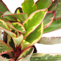 Peperomia Clusiifolia Tricolor Live Houseplant 3-5" Red Variegated Succulent Cutting
