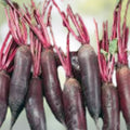 Cylindra Beet Seeds 50 Count – Organic Non-GMO Beta vulgaris Root Vegetable Starter Plants for Home Garden