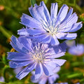 Chicory Seeds Blue Cut Flower Cichorium intybus Live Plant Pollinator Garden Seeds 100+