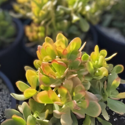 Jade Succulent Cuttings 2 Pack, Easy to Root, Crassula ovata, Live Plant Propagation Material, Fast Growing Succulents