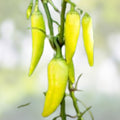 Sweet Banana Pepper Seeds – Heirloom Non-GMO Capsicum annuum Vegetable Seeds for Garden, Mild Bell Peppers, 20+ Seeds