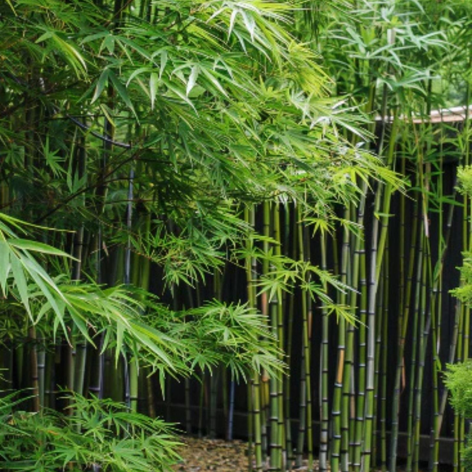 Mosso Bamboo Roots – 2 Plantable Rhizomes for Gardens and Landscaping – Clumping Bamboo – Fast Growing Spring SA
