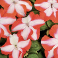 Impatiens walleriana Seeds 100 Count – Sun & Shade Busy Lizzy Garden Flower Seeds Non-GMO Planting Kit