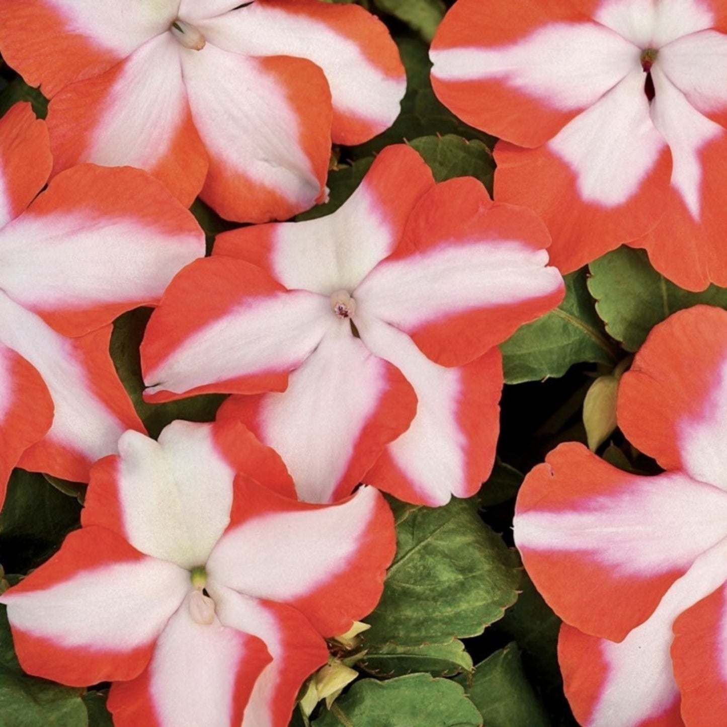 Impatiens walleriana Seeds 100 Count – Sun & Shade Busy Lizzy Garden Flower Seeds Non-GMO Planting Kit