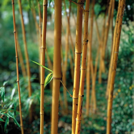 Yellow Groove Bamboo Rhizome Cuttings 3ct, Phyllostachys aureosulcata, Live Bamboo Starter Plants, Zone 5 Garden Plants