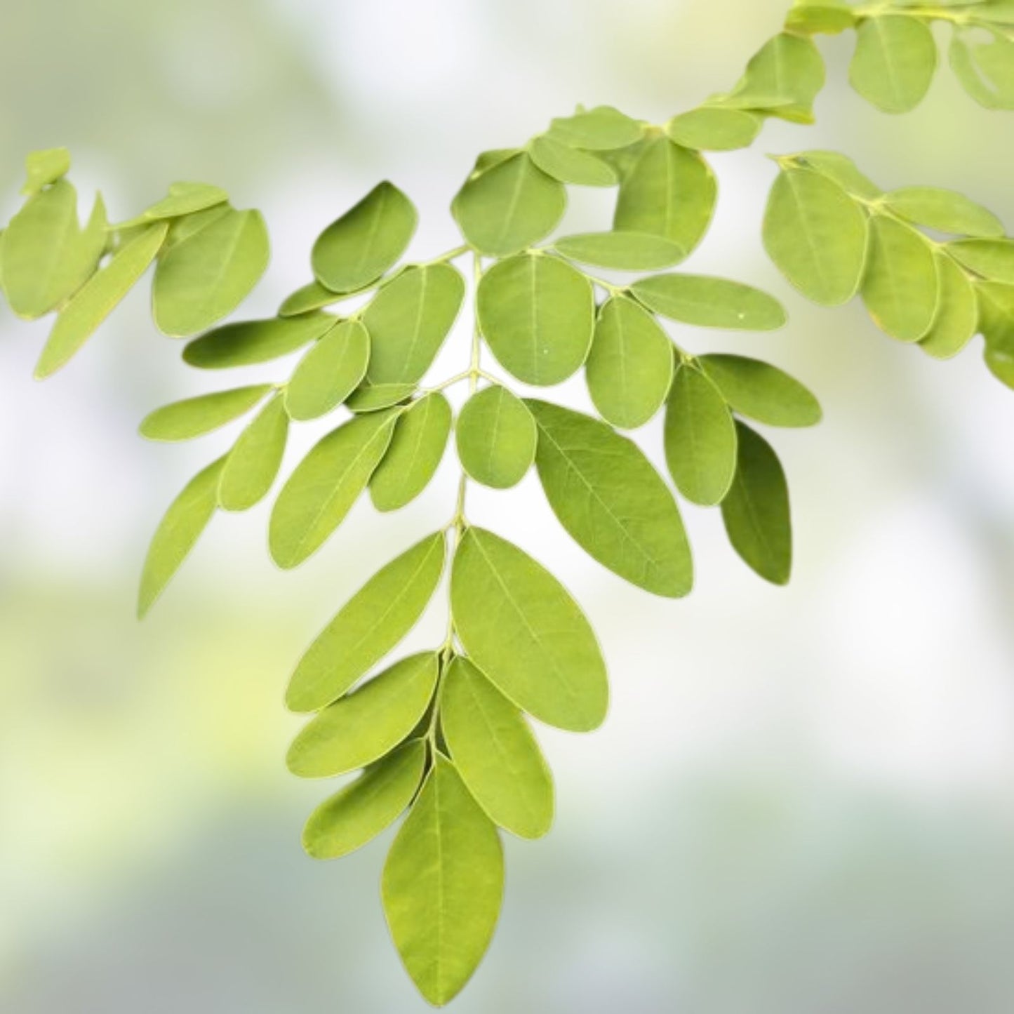 Moringa oleifera Tree Seeds 25 Count | Fast Growing Edible Leaves, Nutrients, Starter Seeds, Houseplant, Bare Root, New Harvest Quality