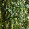 Weeping Willow Tree - Live Plant - Fast Growing with Arching Canopy - Salix babylonica