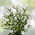 White Mexican Petunia Cuttings 6-8 Inches Live Ruellia Tuberosa Garden Plant Rare No Roots