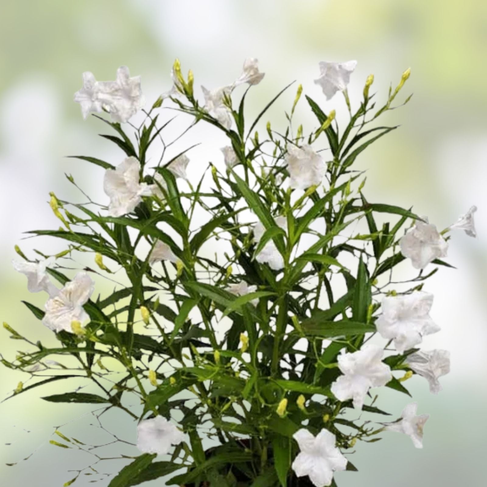 White Mexican Petunia Cuttings 6-8 Inches Live Ruellia Tuberosa Garden Plant Rare No Roots