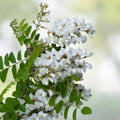 Silver Poplar Bonsai Tree Cuttings - Easy Grow Forest Cuttings for Indoor and Outdoor - Populus alba - New Harvest Quality