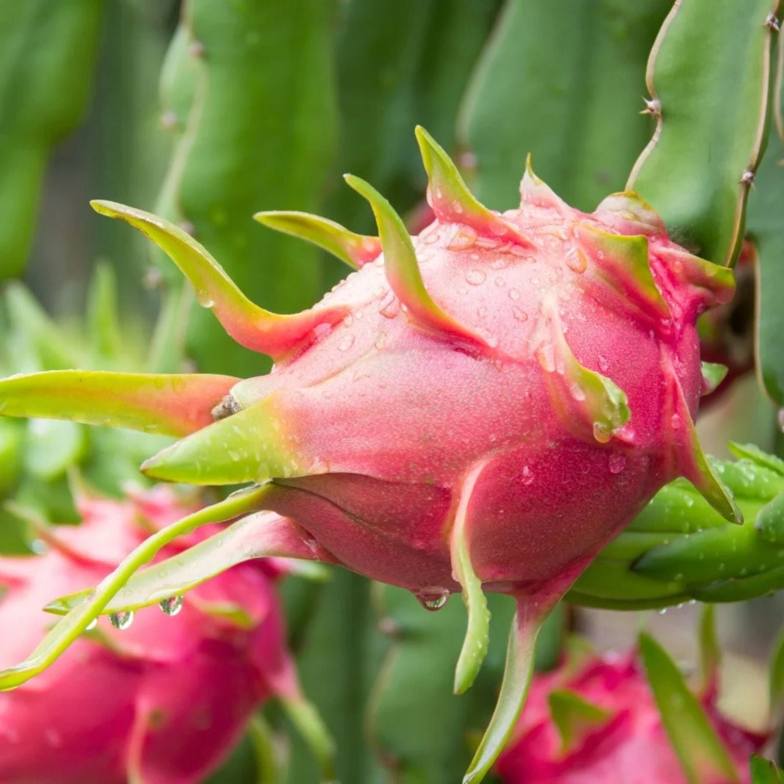 Dragon Fruit Cuttings 8-12in Hylocereus spp. Live Plant Succulent Cactus Propagation Starter Plant