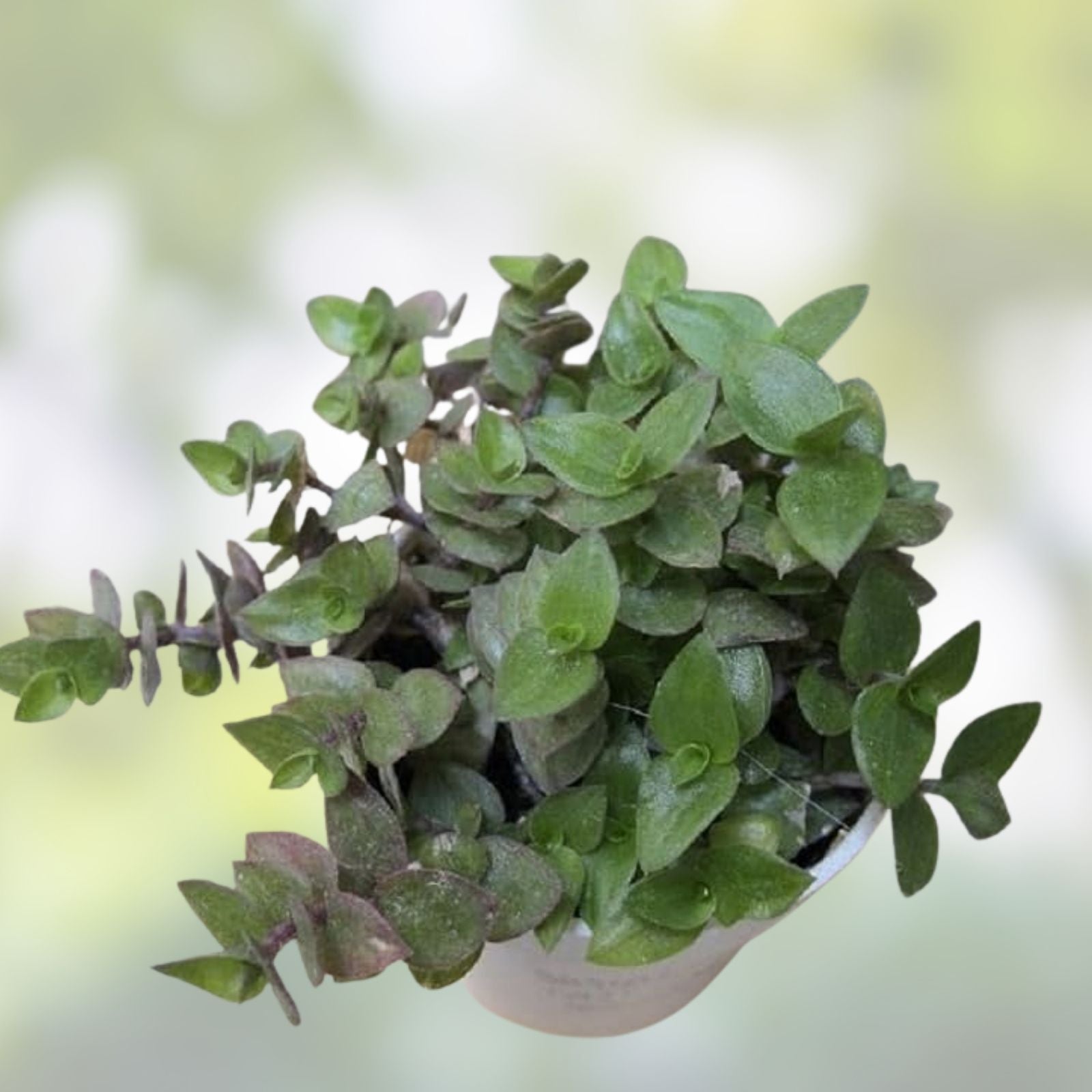 Dwarf Bolivian Wandering Jew Cuttings Tradescantia Repens Indoor Plant 60 Pieces Easy Care Starter Gift