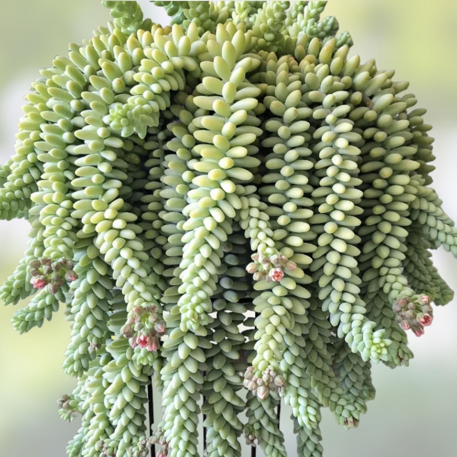 Donkey Tail Sedum Morganianum Succulent Cutting 4" Hanging Plant Live Starter Bare Root Houseplant Gift