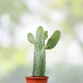 Consolea rubescens cactus cutting, live succulent pad, desert plant, houseplant, starter cactus, drought-tolerant, unique succulent segment