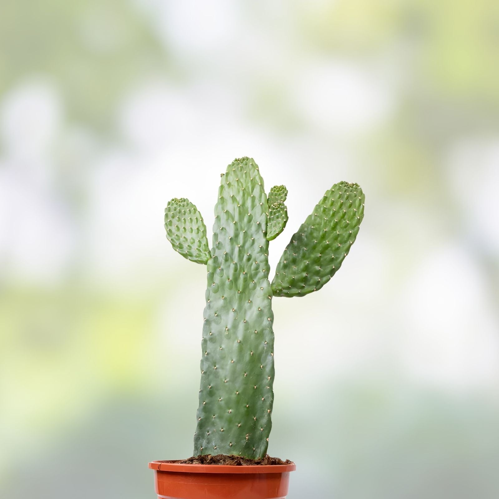 Consolea rubescens cactus cutting, live succulent pad, desert plant, houseplant, starter cactus, drought-tolerant, unique succulent segment