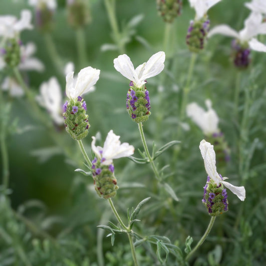 Lavandula Javelin Forte White Lavender Live Plants 30 Count – Aromatic Garden, Landscaping, Houseplant, Cutting, Starter Plant