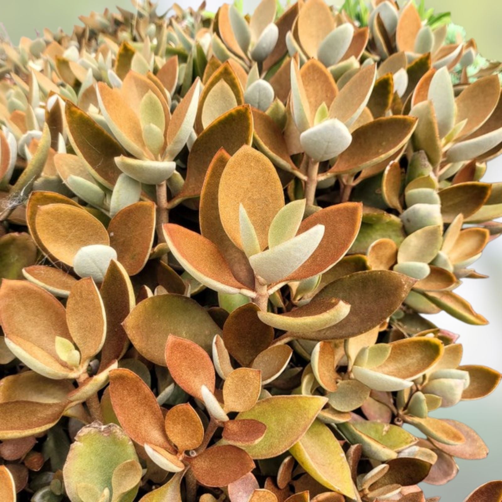 Copper Spoons Succulent Plant Cutting 7" Orgyyalis Rooted Pup, Easy Care, Unique Green Foliage, Indoor Houseplant