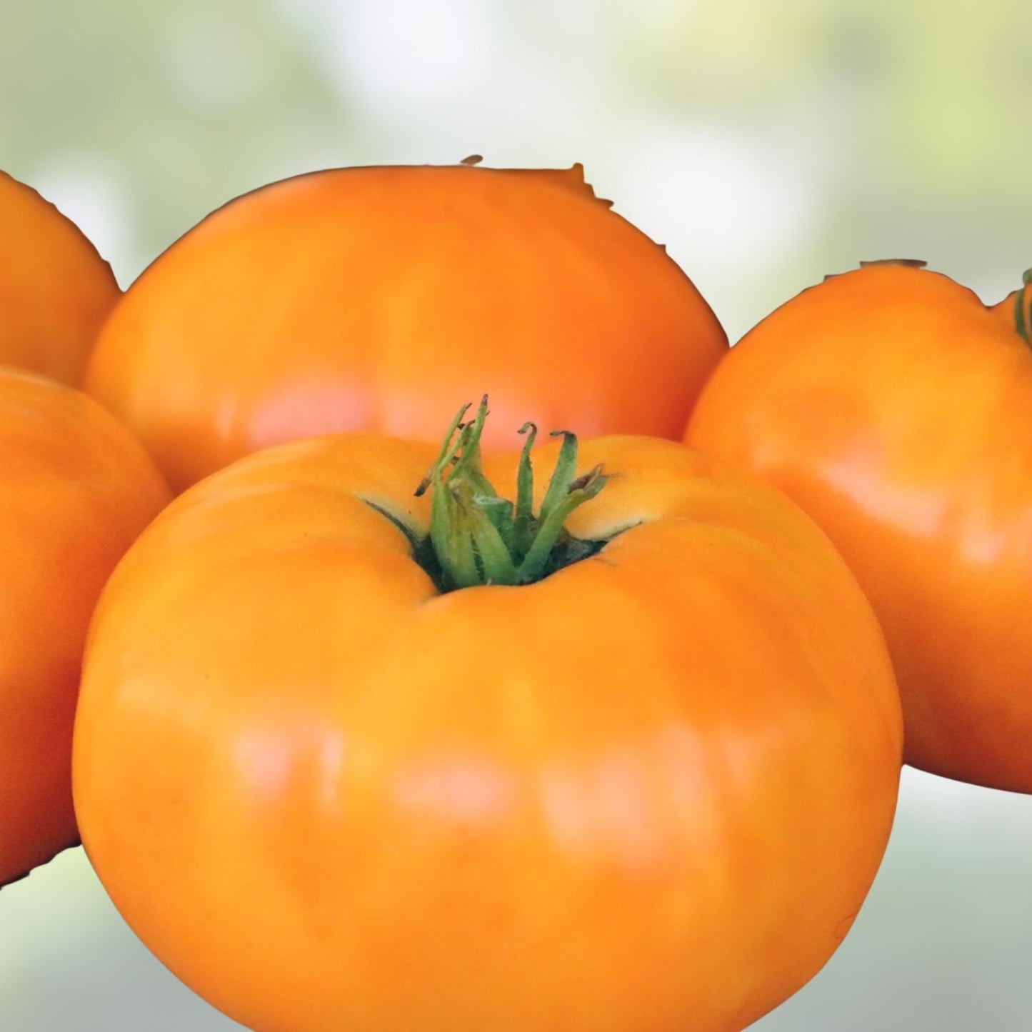 Kellogg's Breakfast Tomato Starter Plants Set of 2 Heirloom Lycopersicon esculentum 4-6 inch seedlings