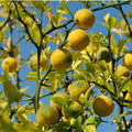 10x Hardy Orange Trifoliate Citrus Poncirus trifoliata Live Cuttings Cold-Hardy Citrus Starter Plants