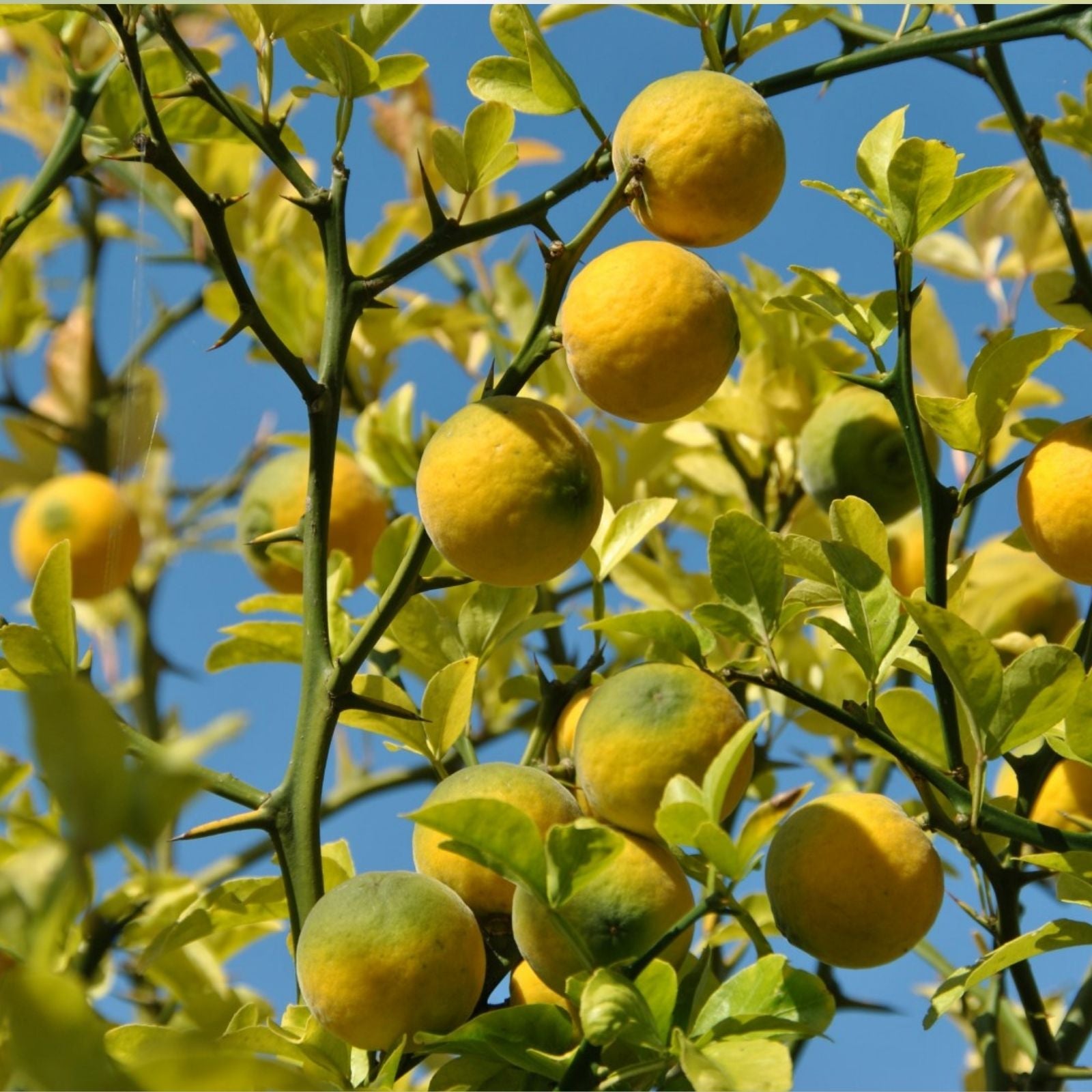10x Hardy Orange Trifoliate Citrus Poncirus trifoliata Live Cuttings Cold-Hardy Citrus Starter Plants