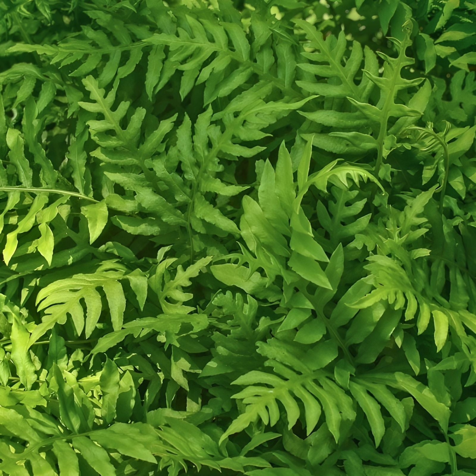 Netted Chain Fern Live Plant Bundle 5-Pack Woodwardia areolata Shade Ferns Houseplants Live Ferns for Shade Gardens
