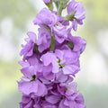 Light Lavender Stock Seeds 500 Count – Fragrant Matthiola incana Annual Flower Seeds for Garden and Cutting