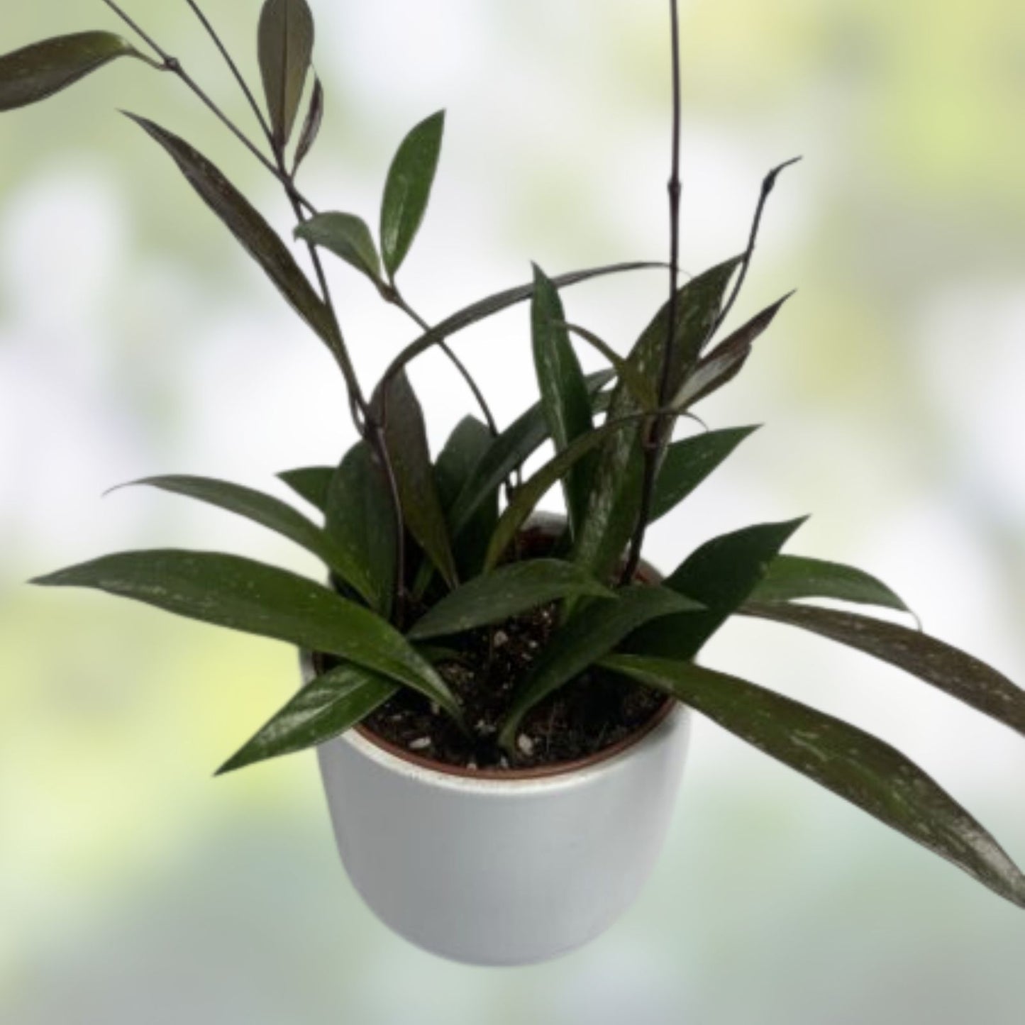Hoya Rangsan Cutting 1 Node Live Indoor Plant Propagation Bare Root Starter Hoya sp. Houseplant