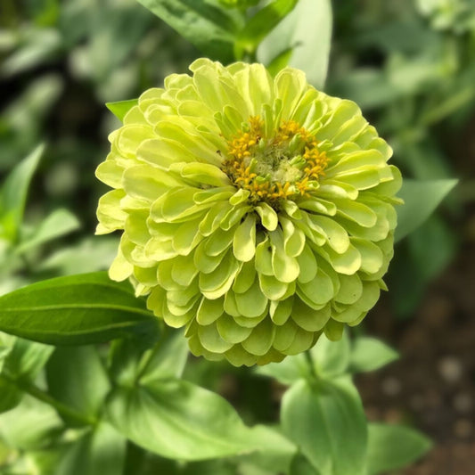 Green Envy Zinnia Seeds 100 Pack | Live Flower Seeds for Garden Planting, Cuttings, Starter Plants, Non-GMO